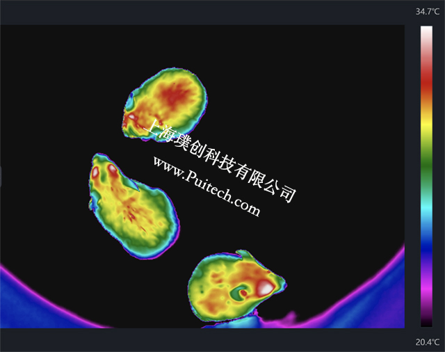 海康微影红外热成像技术对实验小鼠进行科研观测